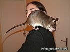 Photo de Vos Pr�f�r�s Il Y A Rat Et Rat